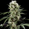 семена конопли Auto Super Lemon Haze CBD feminised Ganja Seeds
