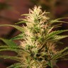 Семена марихуаны Auto + Speed feminised GanjaLiveSeeds