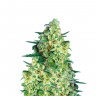 Качественные семена конопли Auto Jack 47 feminised Ganja Seeds