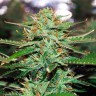 Семена конопли Auto Jack 47 feminised Ganja Seeds