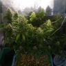 Недорогие семена конопли Auto Jack 47 feminised Ganja Seeds