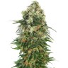 купить семена конопли Auto Super Silver Haze feminised Ganja Seeds