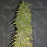 семена конопли интернете Auto Super Sweet feminised Ganja Seeds