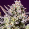 заказать семена конопли Auto Super Sweet feminised Ganja Seeds