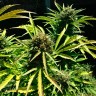 семена конопли в интернете Auto Somango feminised Ganja Live Seeds