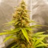 семена конопли недорого Auto Critical Hog feminised GanjaLiveSeeds