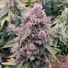 Семена марихуаны недорого Auto Cinderella Jack feminised Ganja Seeds
