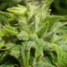Семена конопли  Euforia feminised GanjaLiveSeeds
