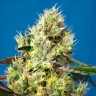 сайт семян конопли Auto Sweet Gelato feminised Ganja Seeds