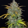 семена конопли москва Auto Sweet Gelato feminised Ganja Seeds