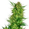 семена конопли наложенным Auto Sweet Gelato feminised Ganja Seeds