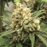 семена конопли скороспелый купить Auto Super Bud feminised Ganja Live Seeds