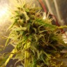 семена конопли с доставкой Auto Super Bud feminised Ganja Live Seeds