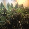 мощные семена конопли Auto Super Bud feminised Ganja Live Seeds
