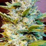 Семена марихуаны Auto Northern Hog feminised GanjaLiveSeeds