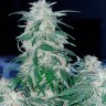Семена каннабиса Auto Northern Hog feminised GanjaLiveSeeds