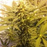 Семена конопли Marmalate feminised Ganja Seeds