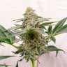 Семена марихуаны недорого Kerosene Krash feminised Ganja Seeds