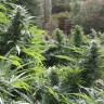где купить семена конопли Auto The Ultimate CBD feminised Ganja Seeds