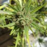 автоцветущие сорта конопли Auto Killer Kush feminised Ganja Live Seeds