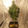 Семена марихуаны оптом Auto Easy Ryder feminised GanjaLiveSeeds