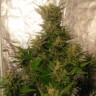 Семена каннабиса Auto Easy Ryder feminised GanjaLiveSeeds