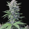 семена конопли наложенным платежом Auto Tropicana Cookies feminised Ganja Seeds