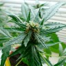семена конопли f1 в оригинальной упаковке Auto Super Skunk feminised Ganja Live Seeds