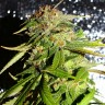 Феминизированные семена конопли Auto Mohan Ram feminised Ganja Seeds