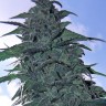 семена конопли недорого Auto White Dwarf CBD feminised Ganja Seeds