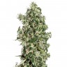 конопля семена сорта заказать Auto Sweet Tooth feminised Ganja Live Seeds