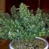 семена конопли для посадки купить Auto Sweet Tooth feminised Ganja Live Seeds