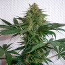 Семена конопли оптом Auto Mohan Ram feminised GanjaLiveSeeds