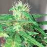 Недорогие семена марихуаны Auto Mohan Ram feminised GanjaLiveSeeds