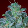 Качественные семена марихуаны Auto Mohan Ram feminised GanjaLiveSeeds