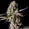 купить семена конопли почтой Auto Zkittlez OG feminised Ganja Seeds