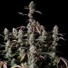 семена конопли сорта Auto Zkittlez OG feminised Ganja Seeds