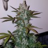Семена конопли Girl Scout Cookies feminised Ganja Live Seeds