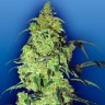 Недорогие семена марихуаны Auto Blow Mind feminised Ganja Seeds