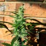 Качественные семена марихуаны Auto Blow Mind feminised Ganja Seeds