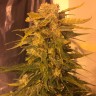 Семена марихуаны Cream Mandarine feminised GanjaLiveSeeds