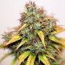 Купить семена конопли Auto Kush feminised Ganja Live Seeds