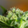 Семена каннабиса недорого Auto Blow Mind feminised GanjaLiveSeeds