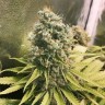 Glueberry O.G. feminised Ganja Seeds семена недорого