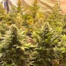 семена конопли почтой Banana Punch feminised Ganja Seeds