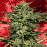 заказ семян конопли Киев Auto White Russian XXL feminised Ganja Seeds