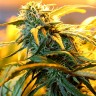 семена конопли в оригинальных упаковках Great White Russian feminised Ganja Seeds
