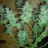 где заказать семена конопли Auto White Dwarf feminised Ganja Live Seeds