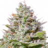 Семена конопли Blue Gelato 41 feminised Ganja Live Seeds