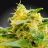 CBDivine feminised Ganja Seeds заказать